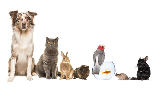 Take Care of Your Pets Without Breaking the Bank: Affordable Vet Medications at Our Pharmacy