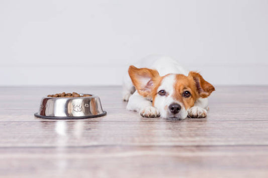 Mastering Medication Time: Tips for Picky Pets and Worried Owners
