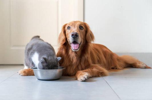 Don’t Let Meds Be Ruff! How Compounding Makes Medicine Pet-Friendly
