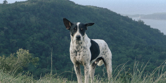 Unlocking Pet Genetics: How it Impacts Your Pet’s Health