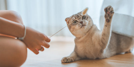 Purr-fect Summer Fun: Indoor Activities with Your Cat