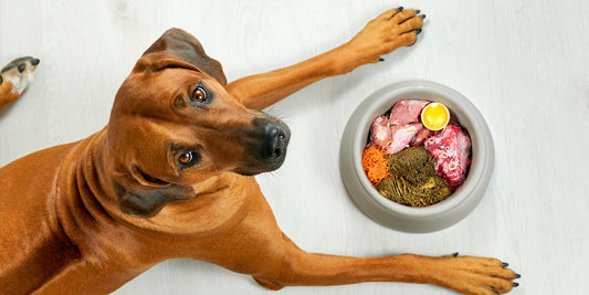 Keeping Your Pet Healthy During Travels