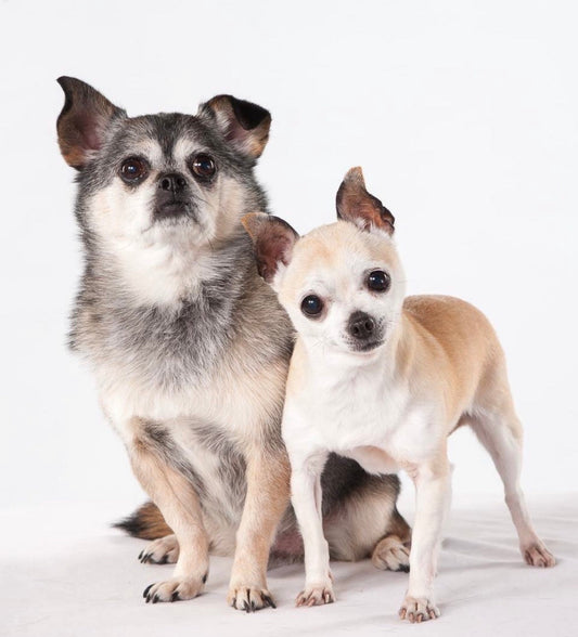 When a Beloved Pet Is Aging: Understanding Anticipatory Grief and Pet Loss [Guest Author]