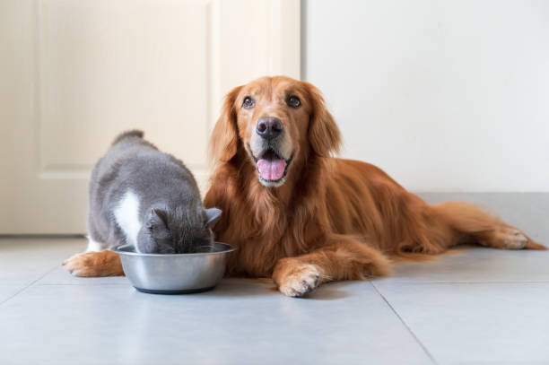 Don’t Let Meds Be Ruff! How Compounding Makes Medicine Pet-Friendly