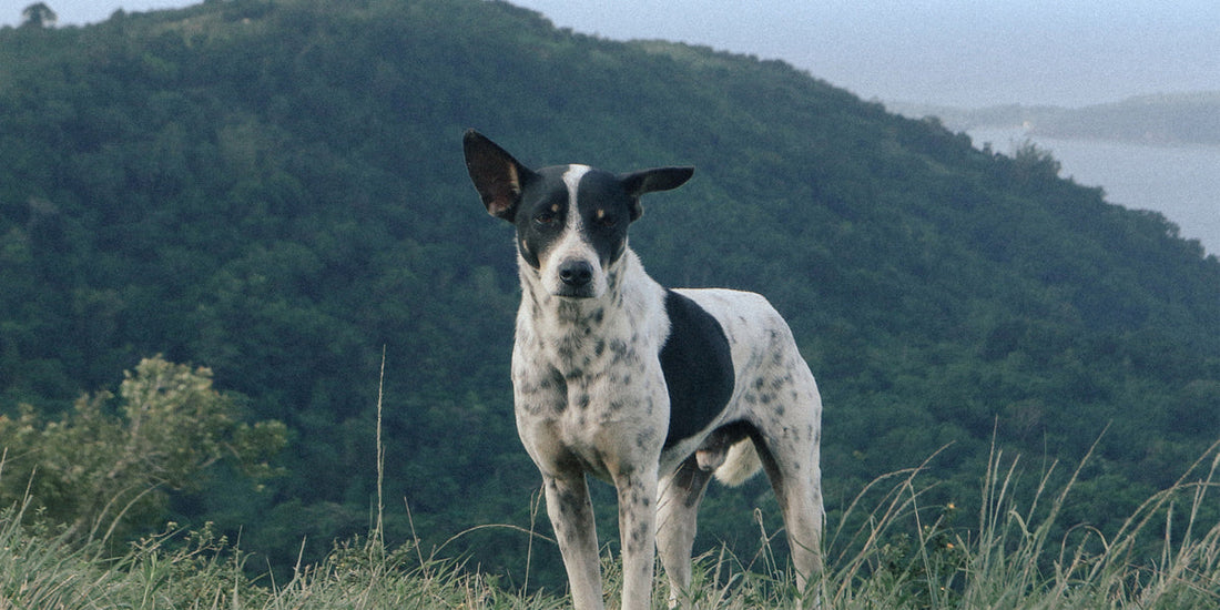 Unlocking Pet Genetics: How it Impacts Your Pet’s Health