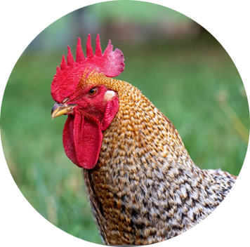 Farm Animals