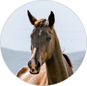 Horses